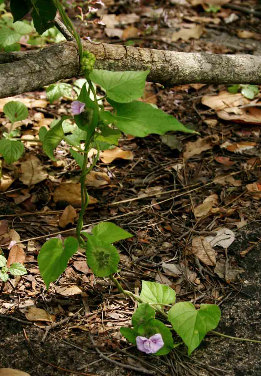 Ipomoea pileata Ipomoea pileata