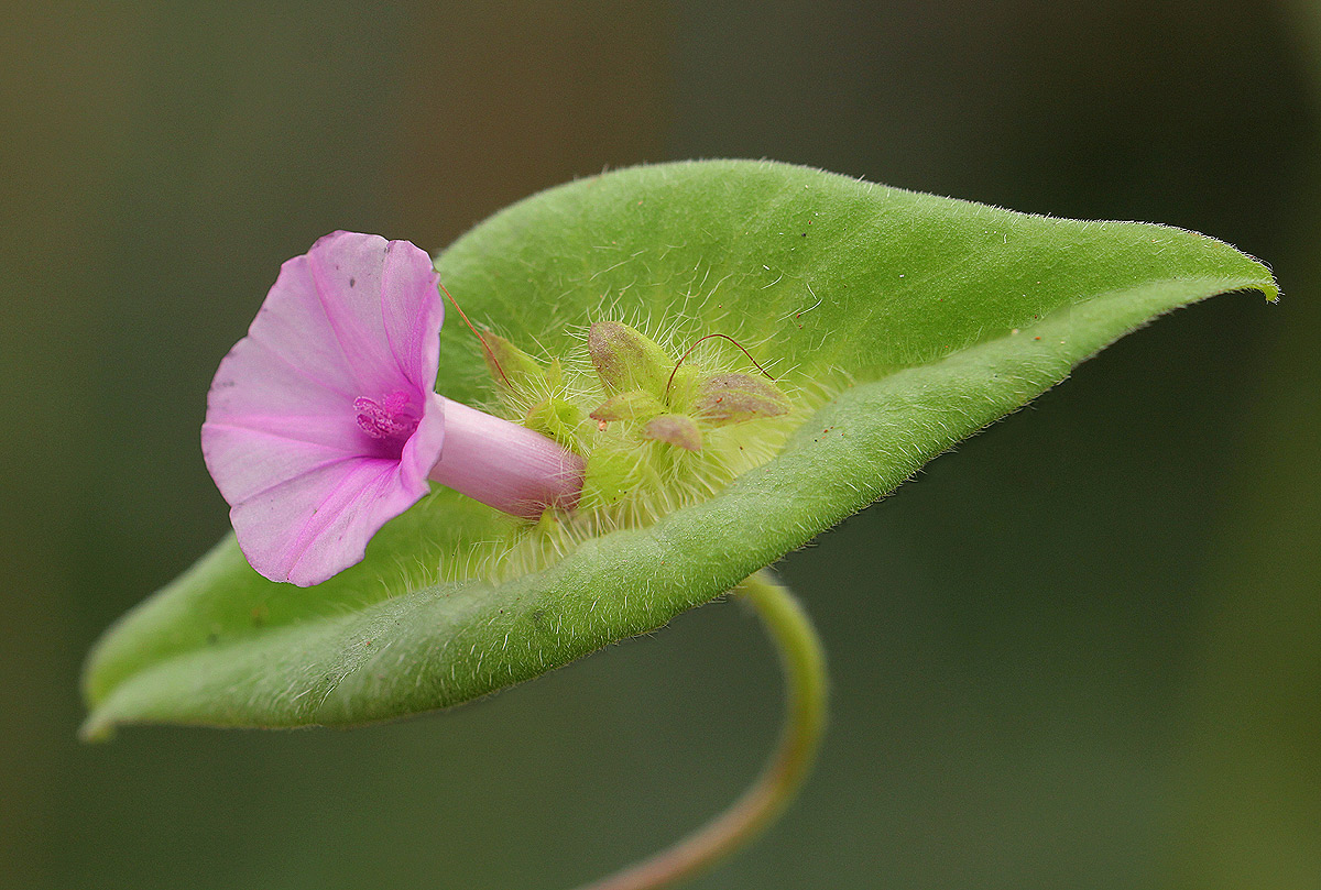 Ipomoea pileata Ipomoea pileata