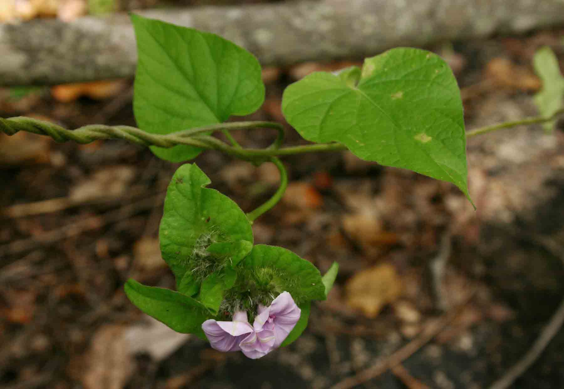 Ipomoea pileata Ipomoea pileata