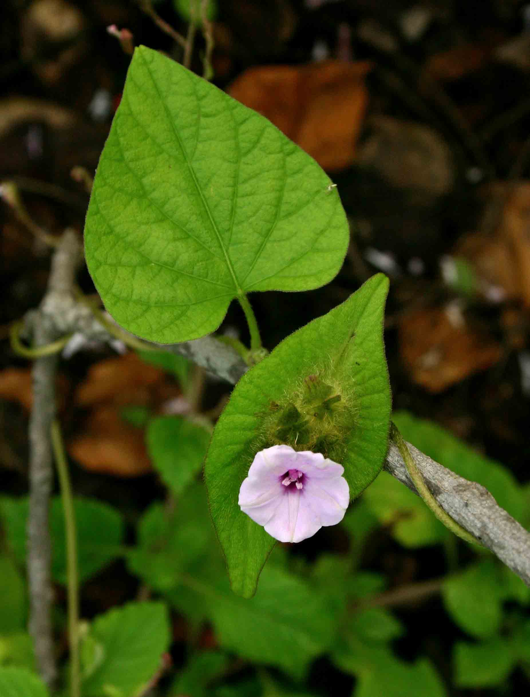 Ipomoea pileata Ipomoea pileata