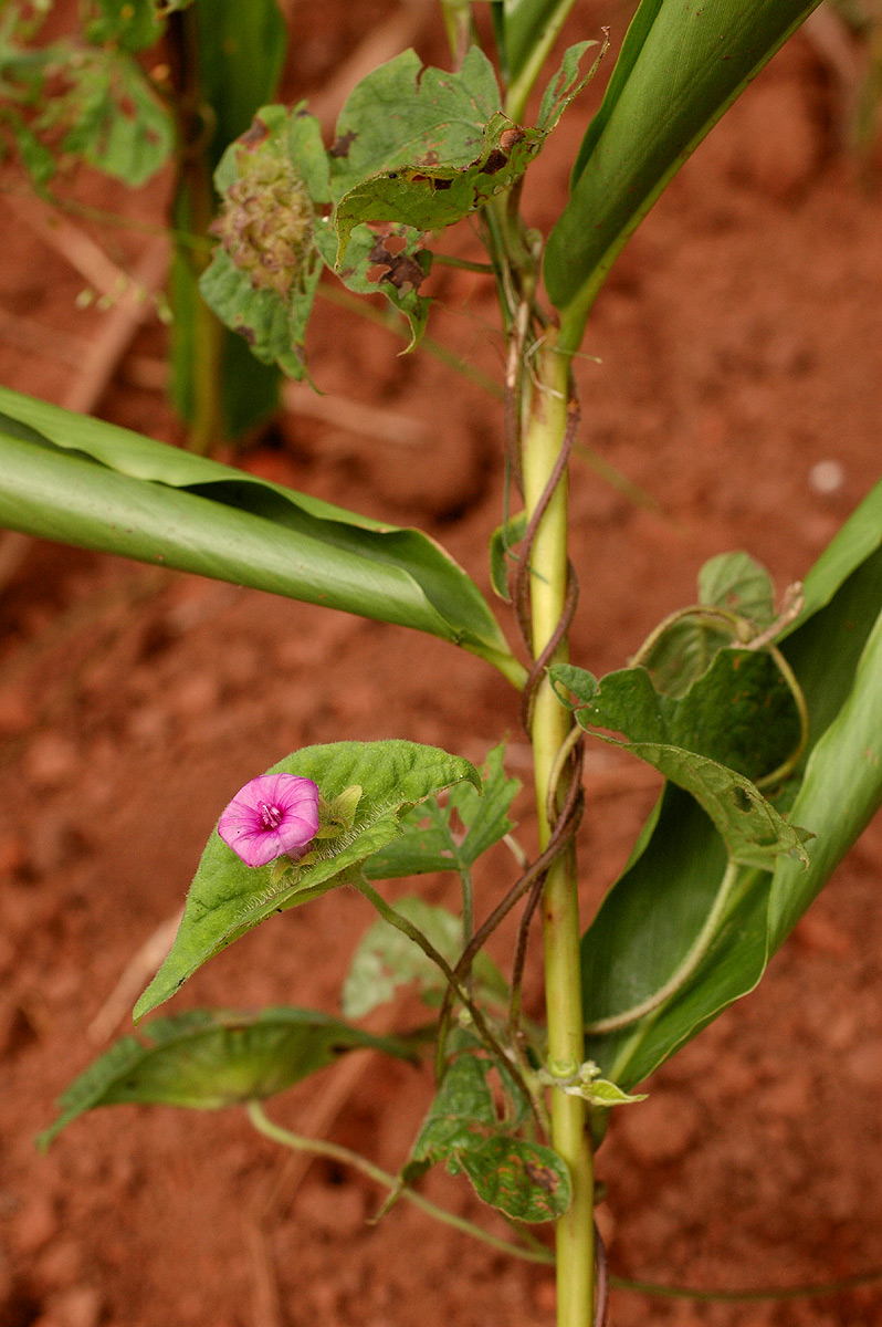 Ipomoea pileata Ipomoea pileata