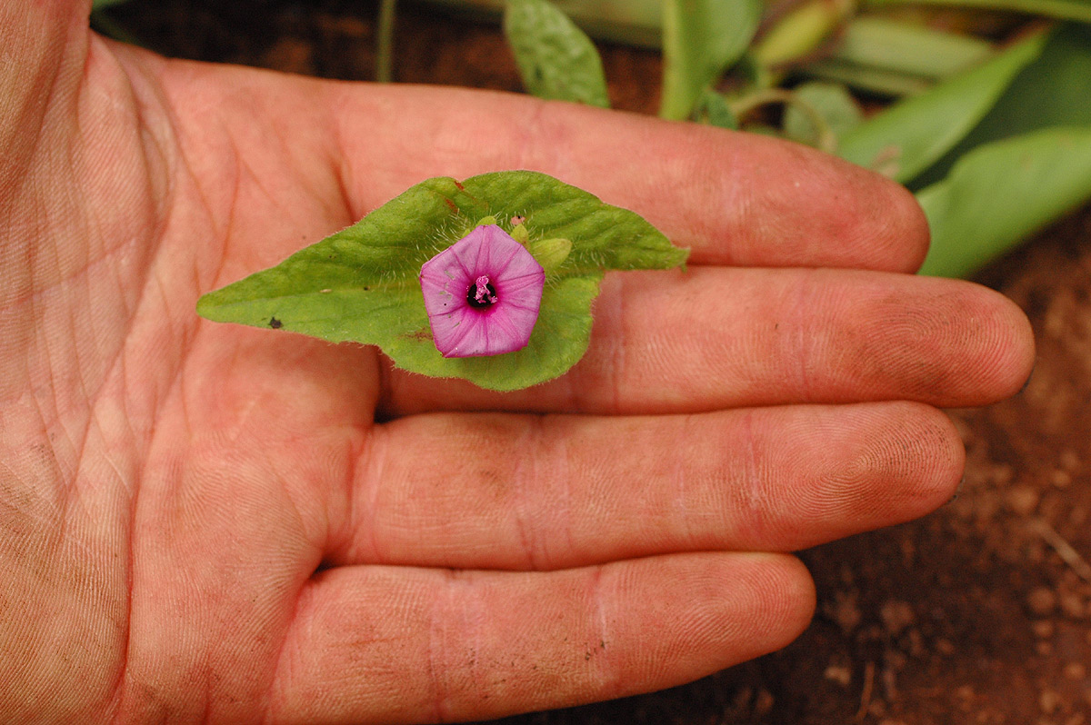 Ipomoea pileata Ipomoea pileata