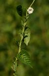Ipomoea biflora