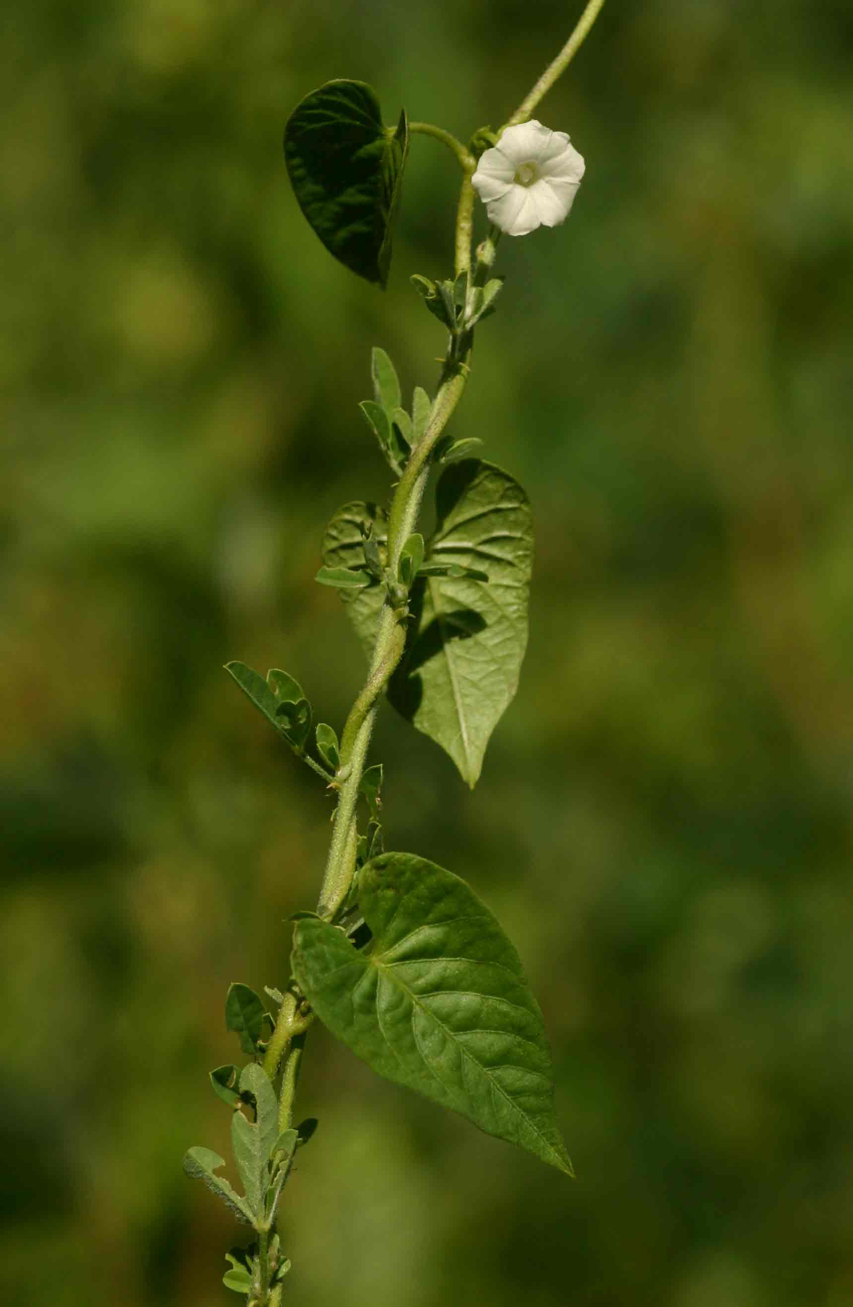 Ipomoea biflora