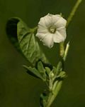Ipomoea biflora