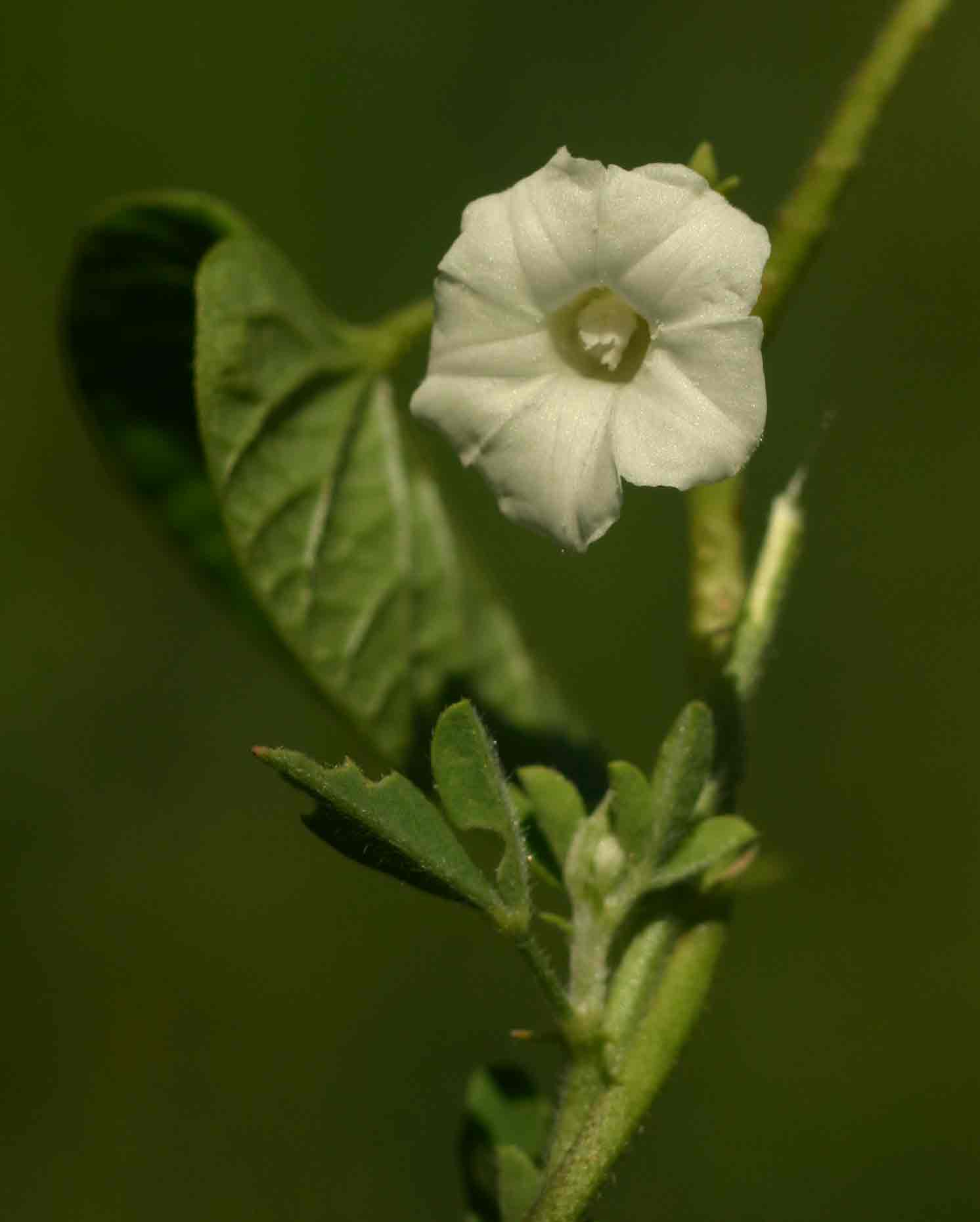 Ipomoea biflora Ipomoea biflora