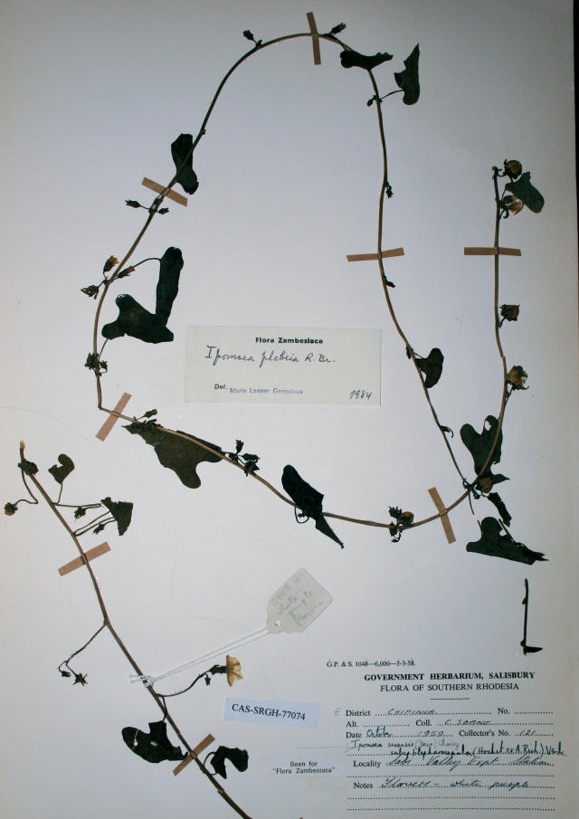 Ipomoea biflora