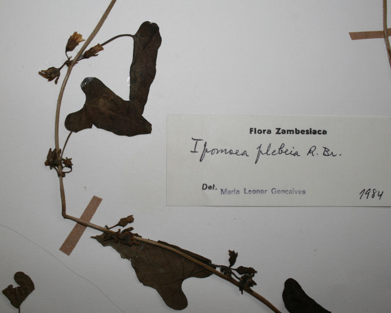 Ipomoea biflora