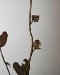 Ipomoea biflora