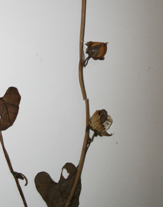 Ipomoea biflora