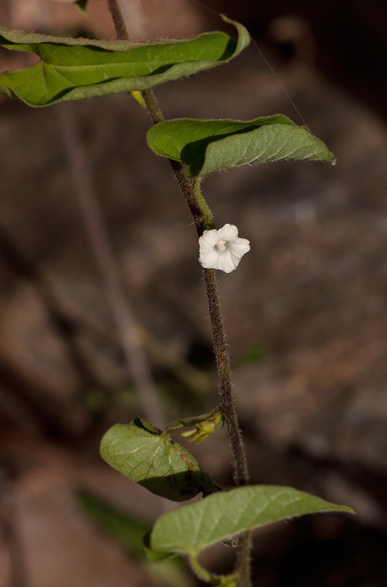 Ipomoea biflora Ipomoea biflora