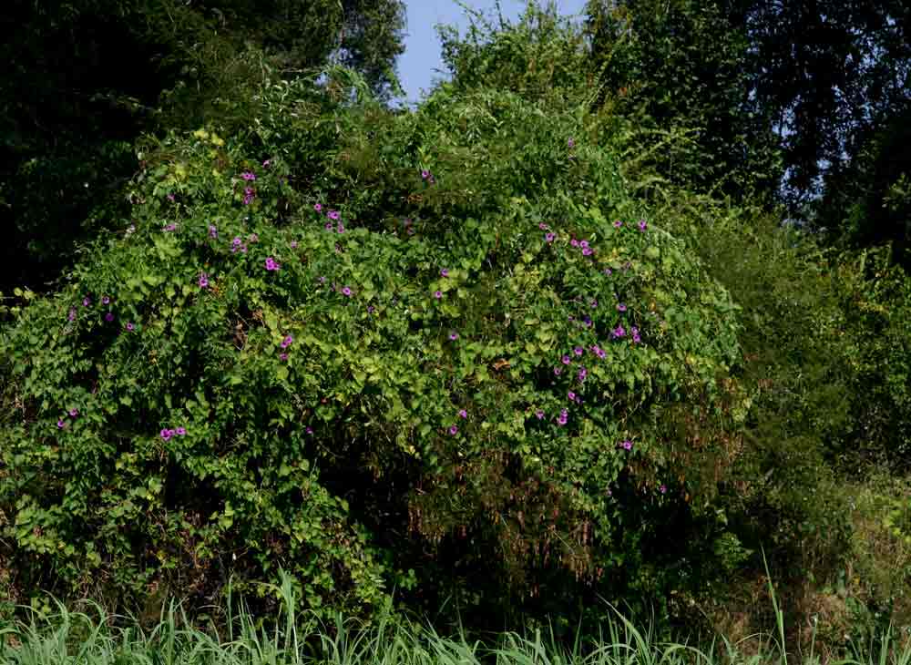 Ipomoea rubens