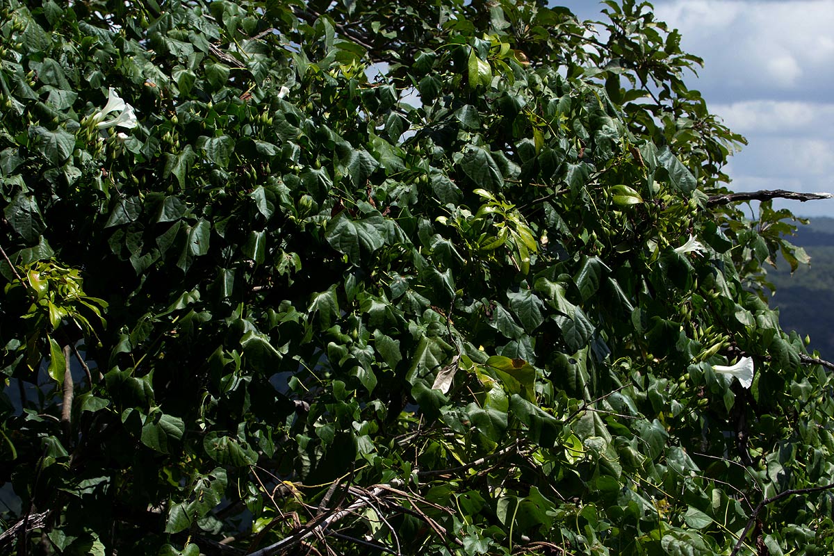 Ipomoea shupangensis Ipomoea shupangensis
