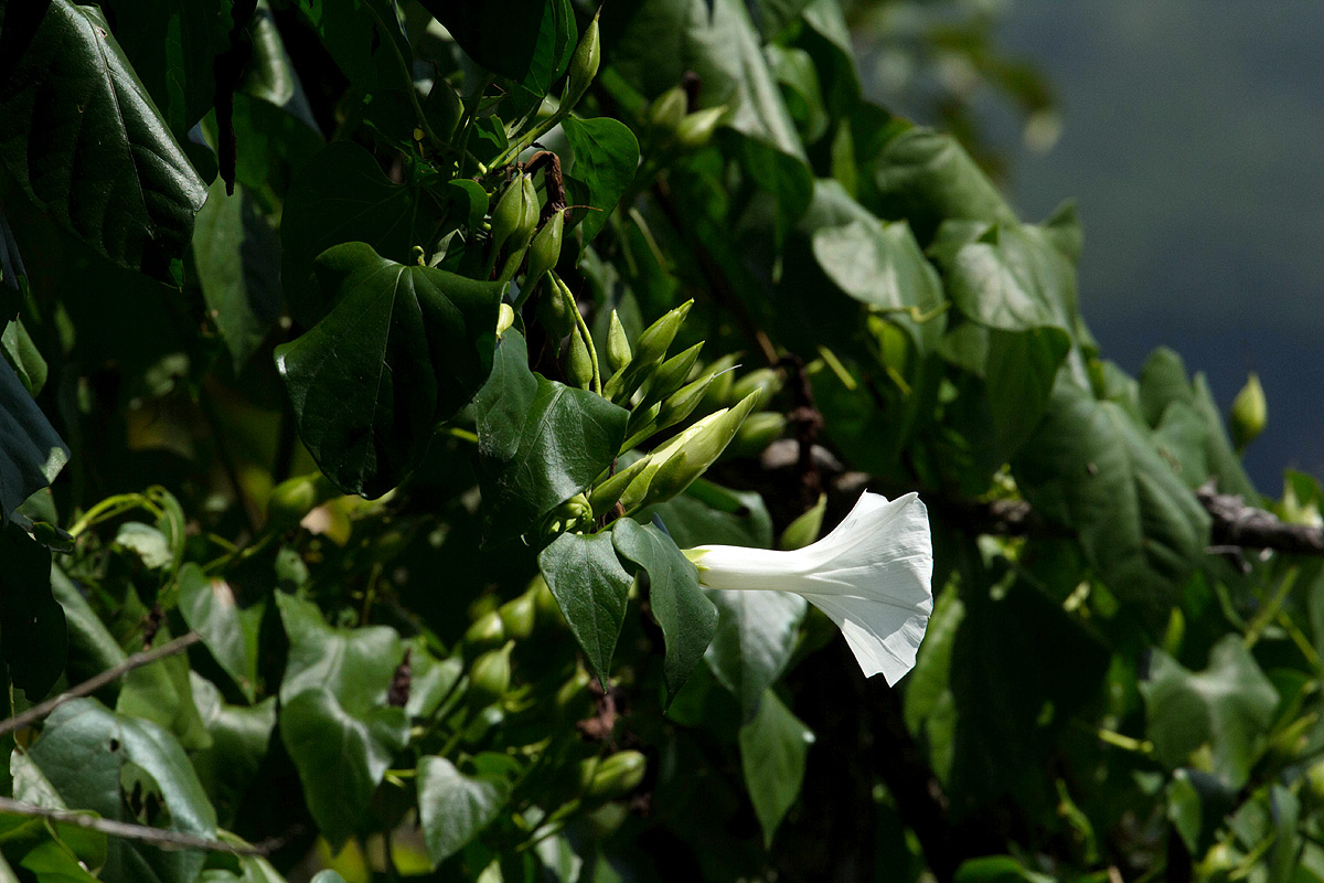 Ipomoea shupangensis Ipomoea shupangensis