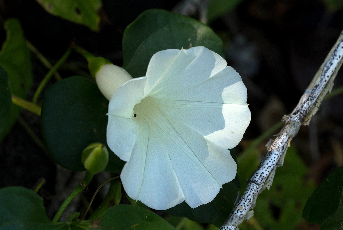 Ipomoea shupangensis Ipomoea shupangensis