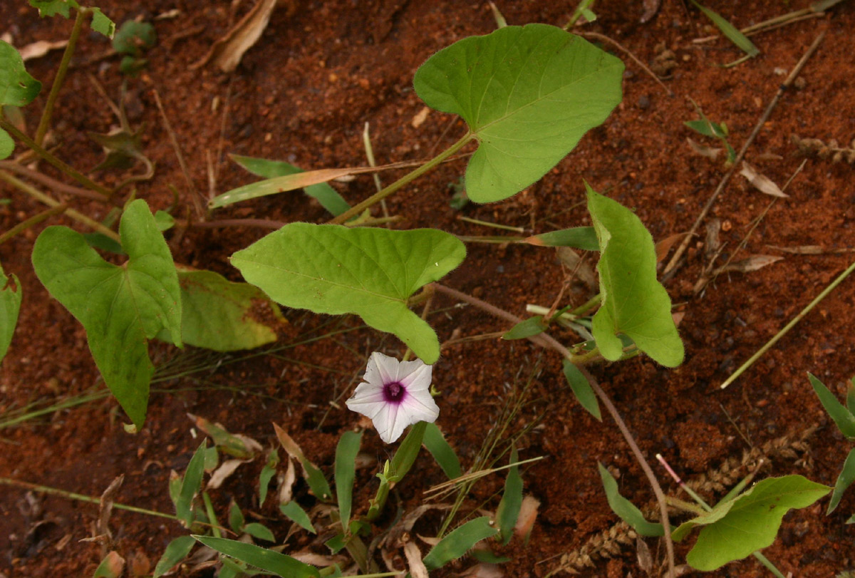 Ipomoea sinensis subsp. blepharosepala Ipomoea sinensis subsp. blepharosepala