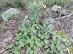 Ipomoea verbascoidea