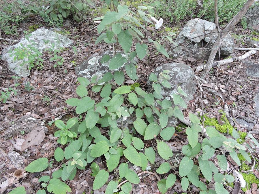 Ipomoea verbascoidea Ipomoea verbascoidea