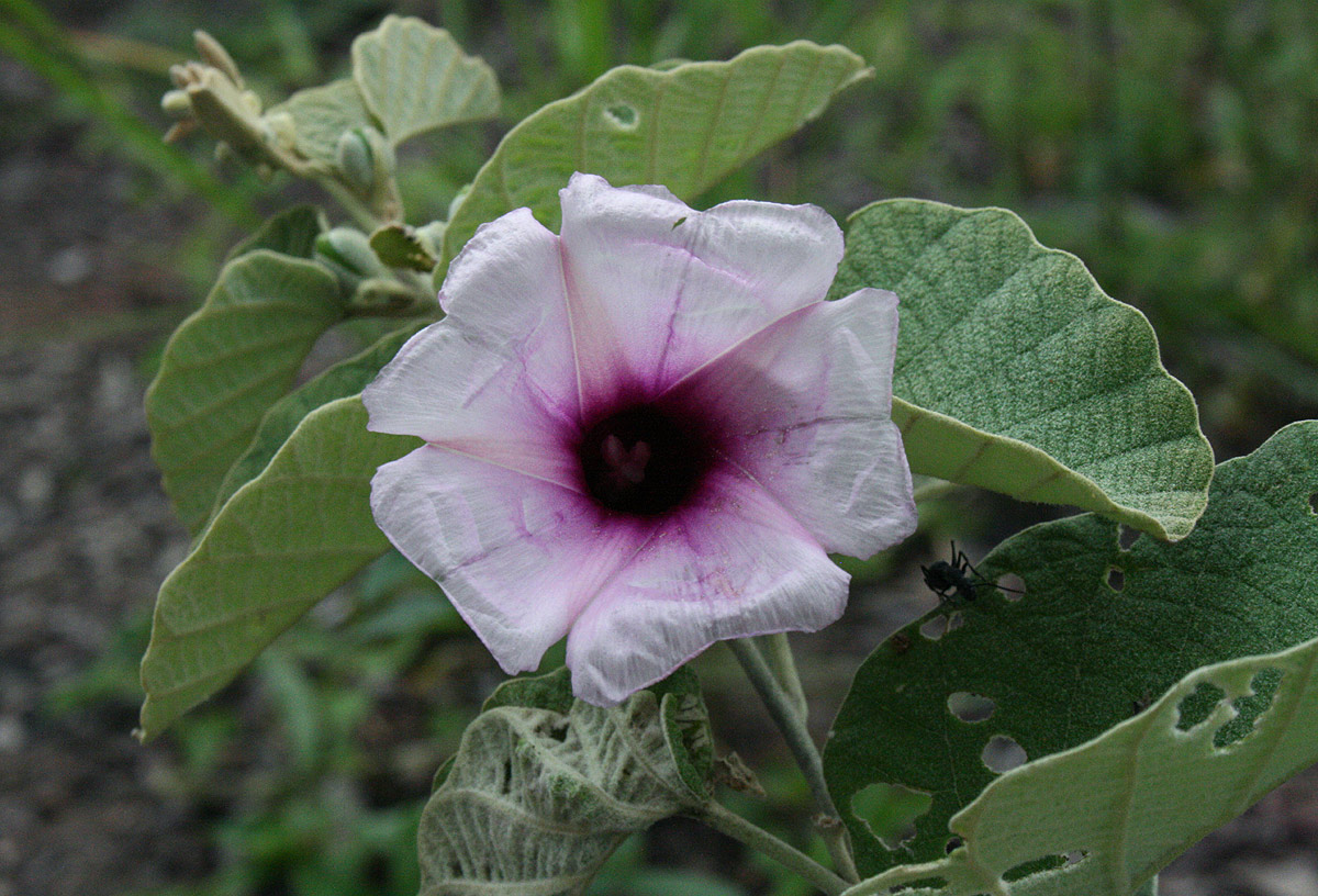 Ipomoea verbascoidea Ipomoea verbascoidea