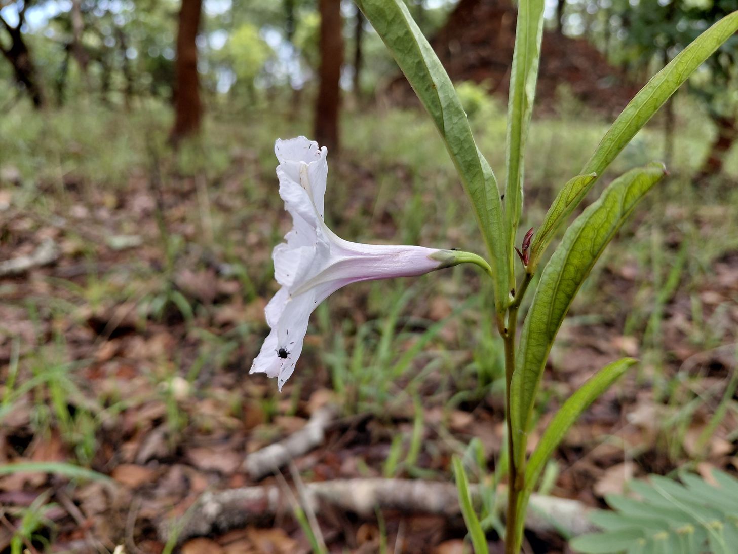 Ipomoea welwitschii