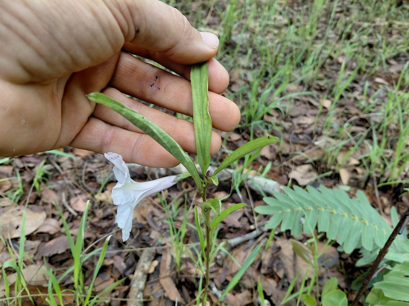 Ipomoea welwitschii