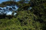 Paralepistemon shirensis