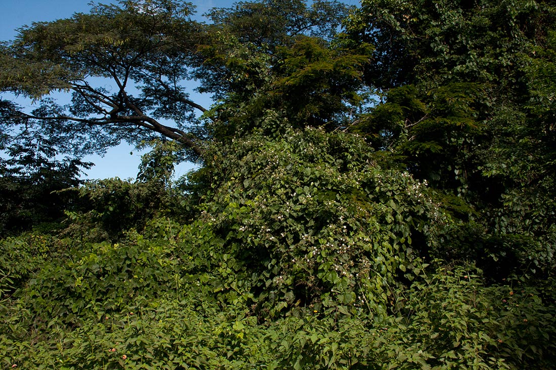Paralepistemon shirensis Paralepistemon shirensis