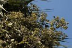 Paralepistemon shirensis