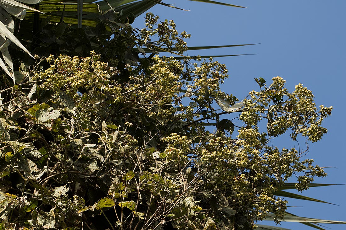 Paralepistemon shirensis Paralepistemon shirensis