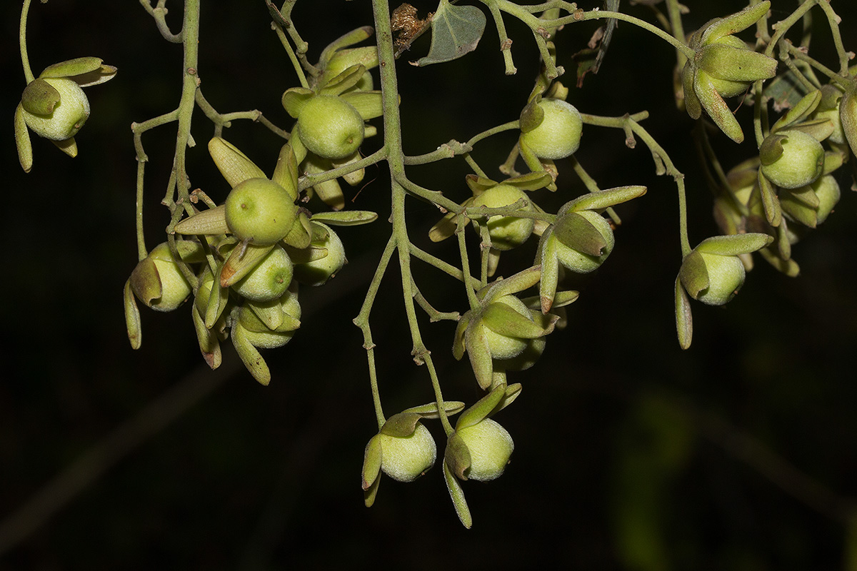 Paralepistemon shirensis Paralepistemon shirensis