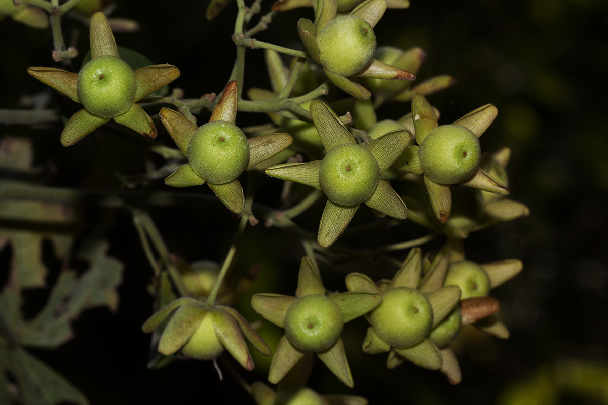 Paralepistemon shirensis Paralepistemon shirensis