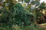 Paralepistemon shirensis