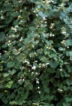 Paralepistemon shirensis