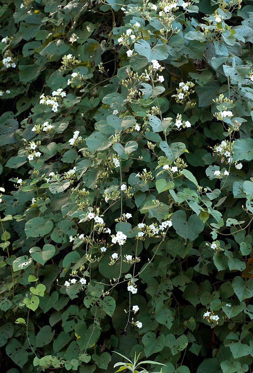 Paralepistemon shirensis Paralepistemon shirensis