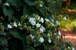 Paralepistemon shirensis