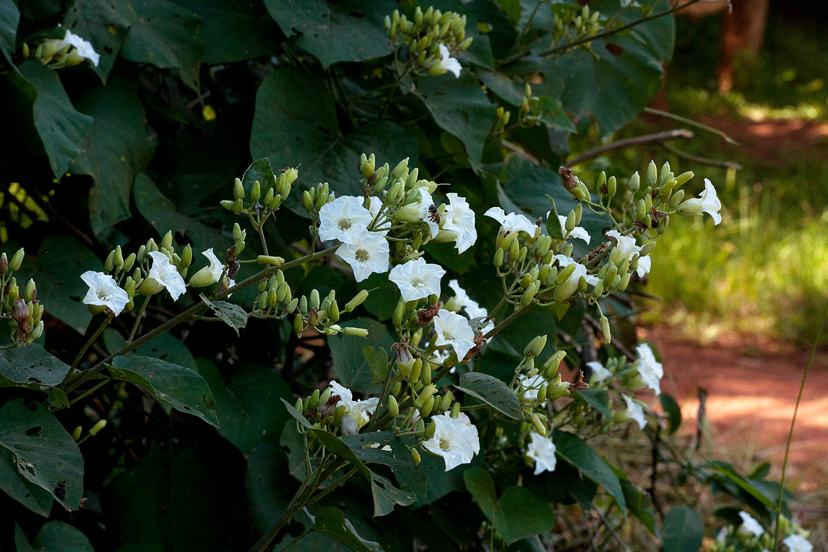 Paralepistemon shirensis Paralepistemon shirensis
