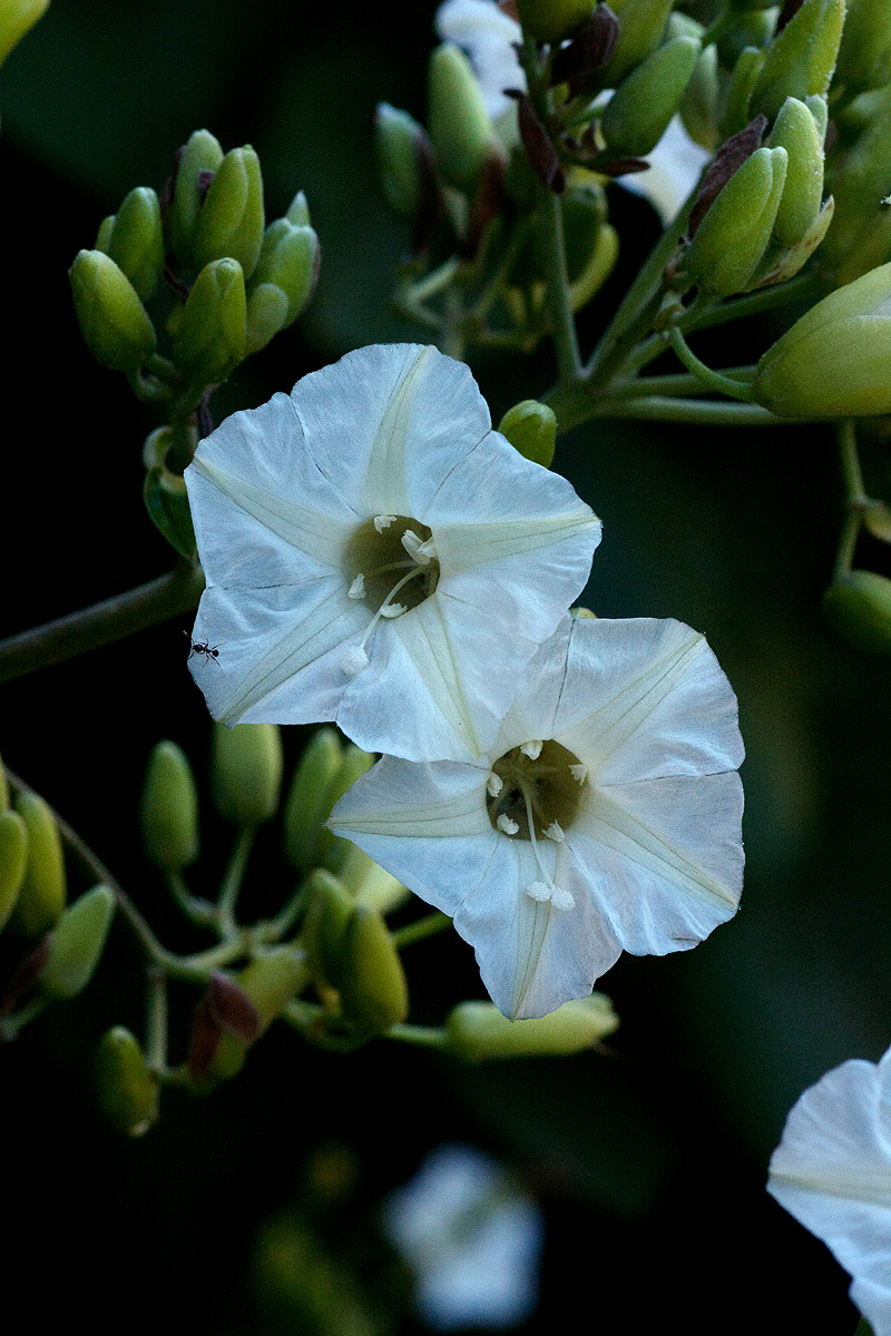 Paralepistemon shirensis Paralepistemon shirensis