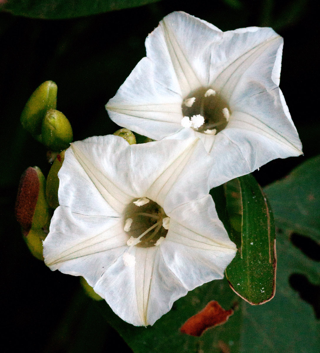 Paralepistemon shirensis