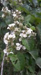 Paralepistemon shirensis