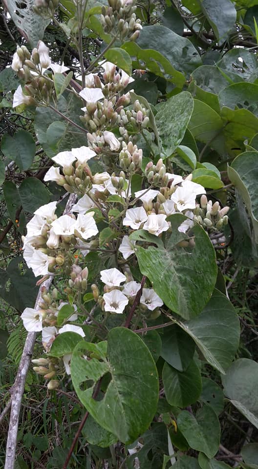 Paralepistemon shirensis Paralepistemon shirensis