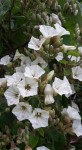 Paralepistemon shirensis