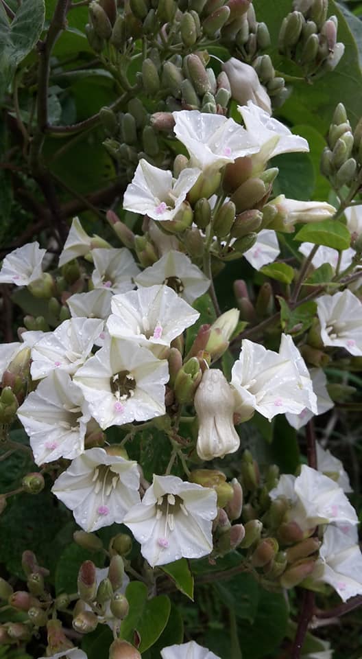 Paralepistemon shirensis Paralepistemon shirensis