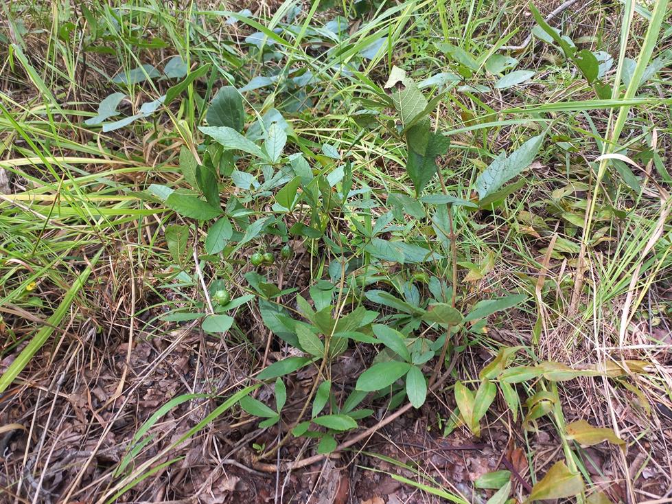 Vitex madiensis subsp. milanjiensis Vitex madiensis subsp. milanjiensis