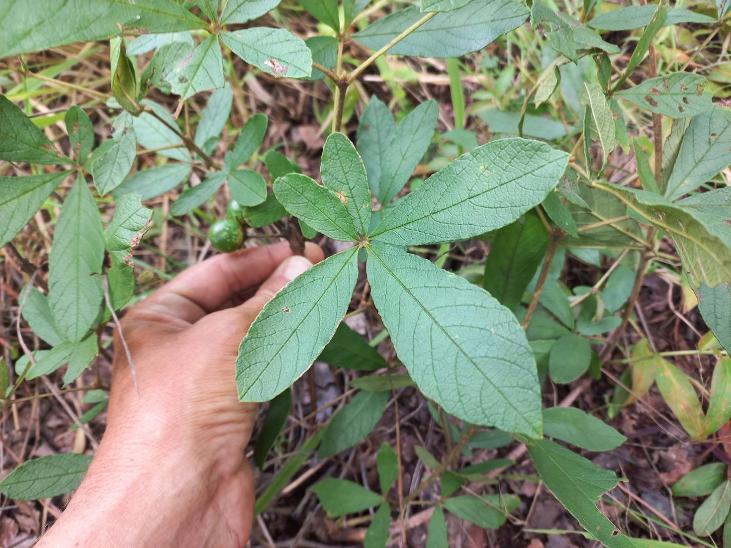 Vitex madiensis subsp. milanjiensis Vitex madiensis subsp. milanjiensis