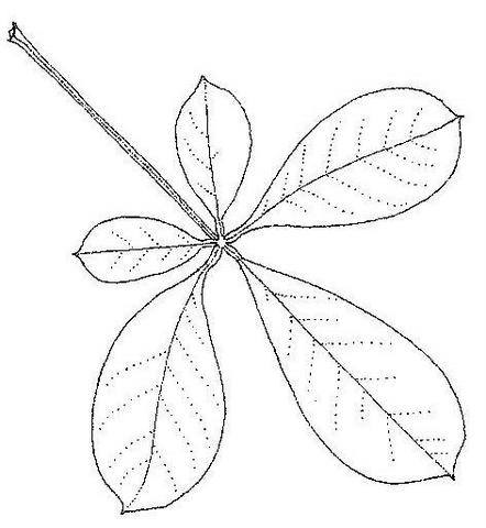 Vitex madiensis subsp. milanjiensis Vitex madiensis subsp. milanjiensis