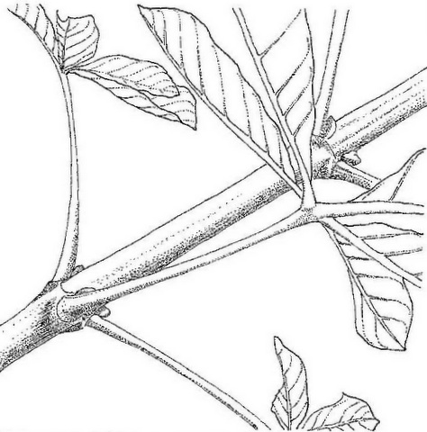 Vitex madiensis subsp. milanjiensis Vitex madiensis subsp. milanjiensis