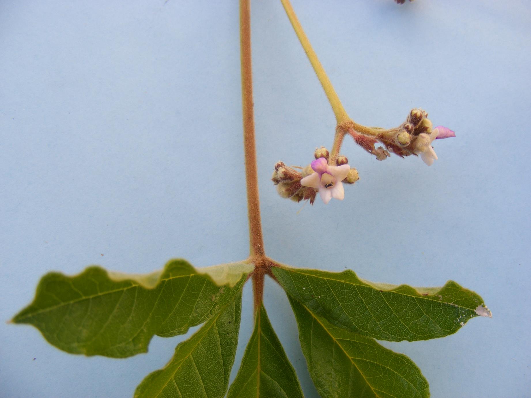 Vitex madiensis subsp. milanjiensis Vitex madiensis subsp. milanjiensis