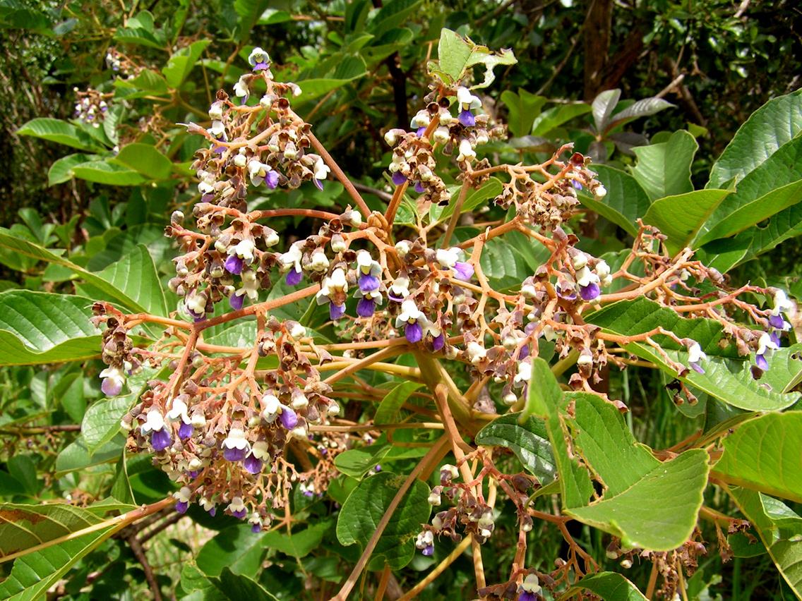 Vitex madiensis subsp. milanjiensis Vitex madiensis subsp. milanjiensis
