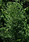 Tinnea rhodesiana