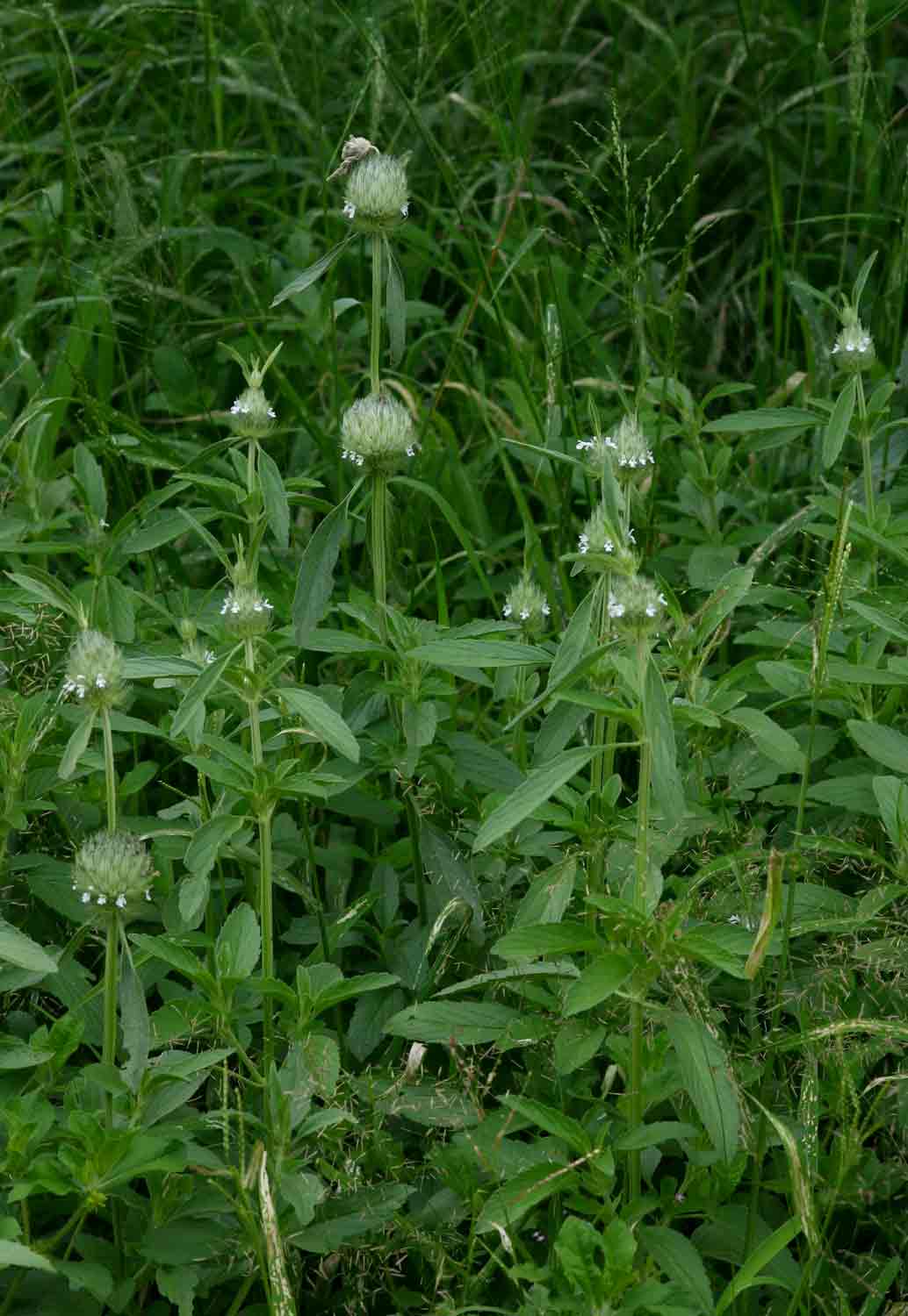 Acrotome inflata Acrotome inflata